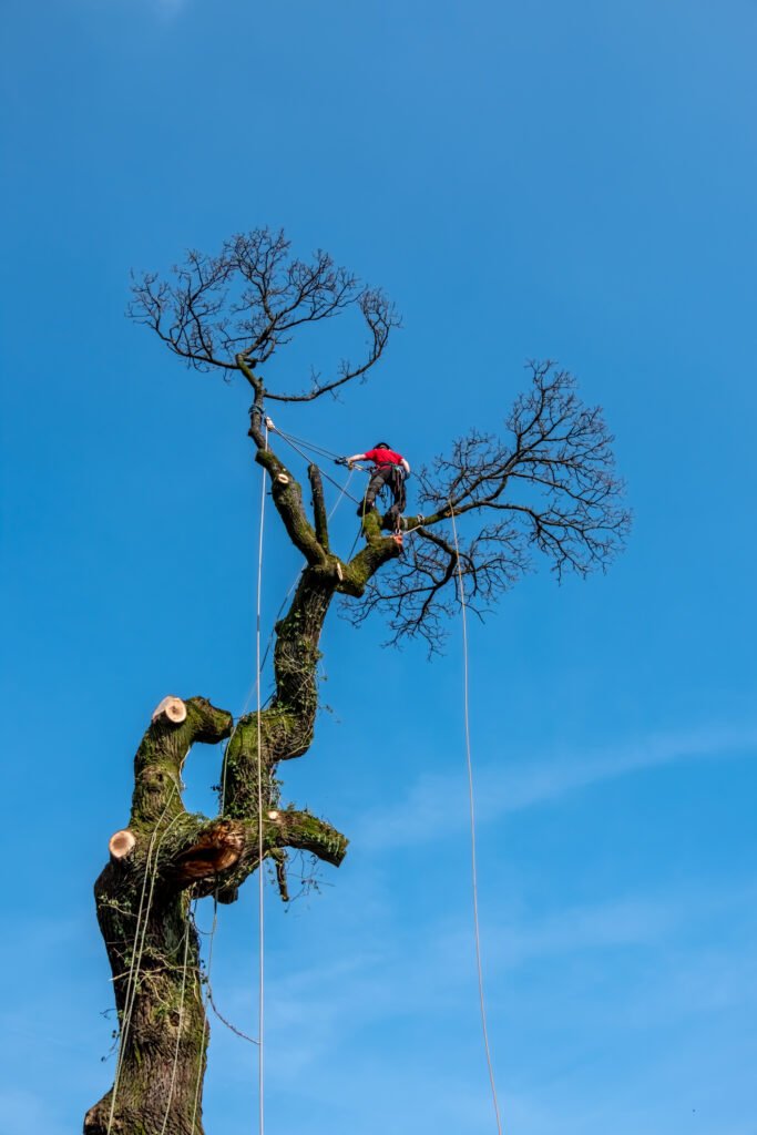 Baumpflege Wesel