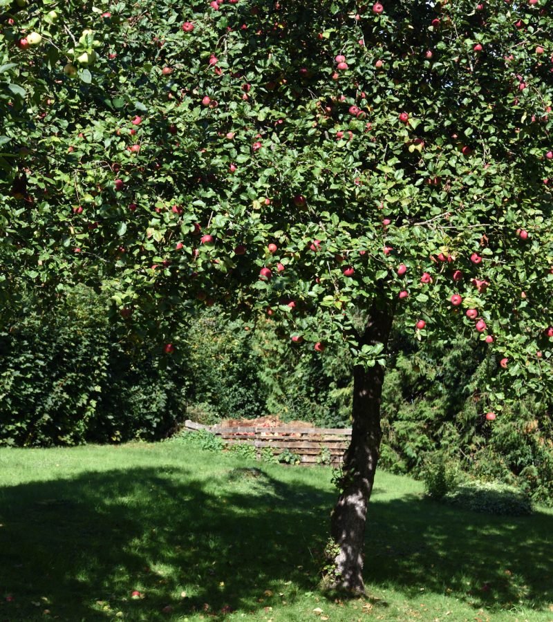Apfelbaum schneiden Obstbaumschnitt Baumpflege Wesel
